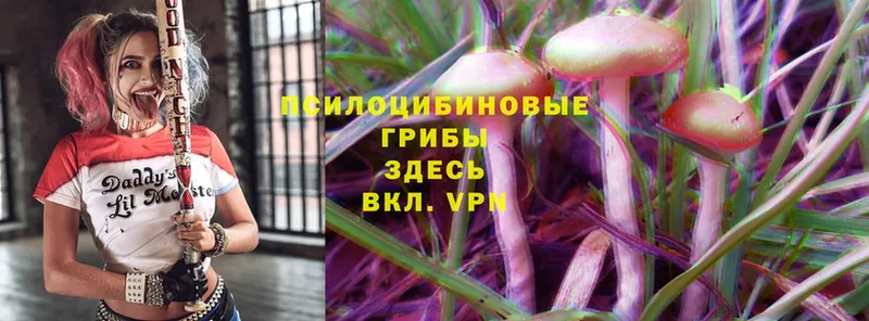 Галлюциногенные грибы Psilocybe  купить наркотик  маркетплейс клад  Тюкалинск 